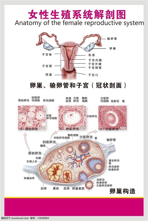 女人陰|女性生殖结构：